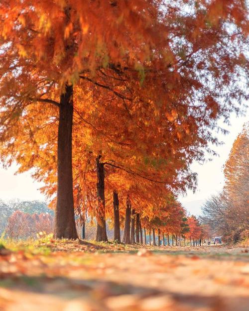 手机怎样拍好风景照图1