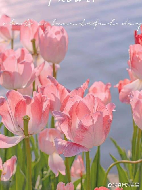 干净的纯色背景图片高清图2