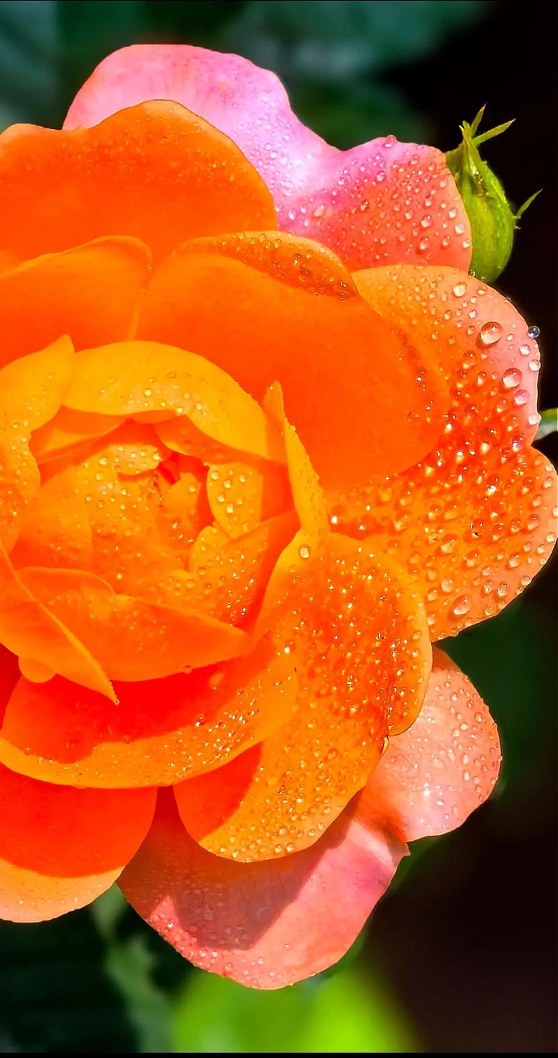 3000左右拍照最好的手机图3