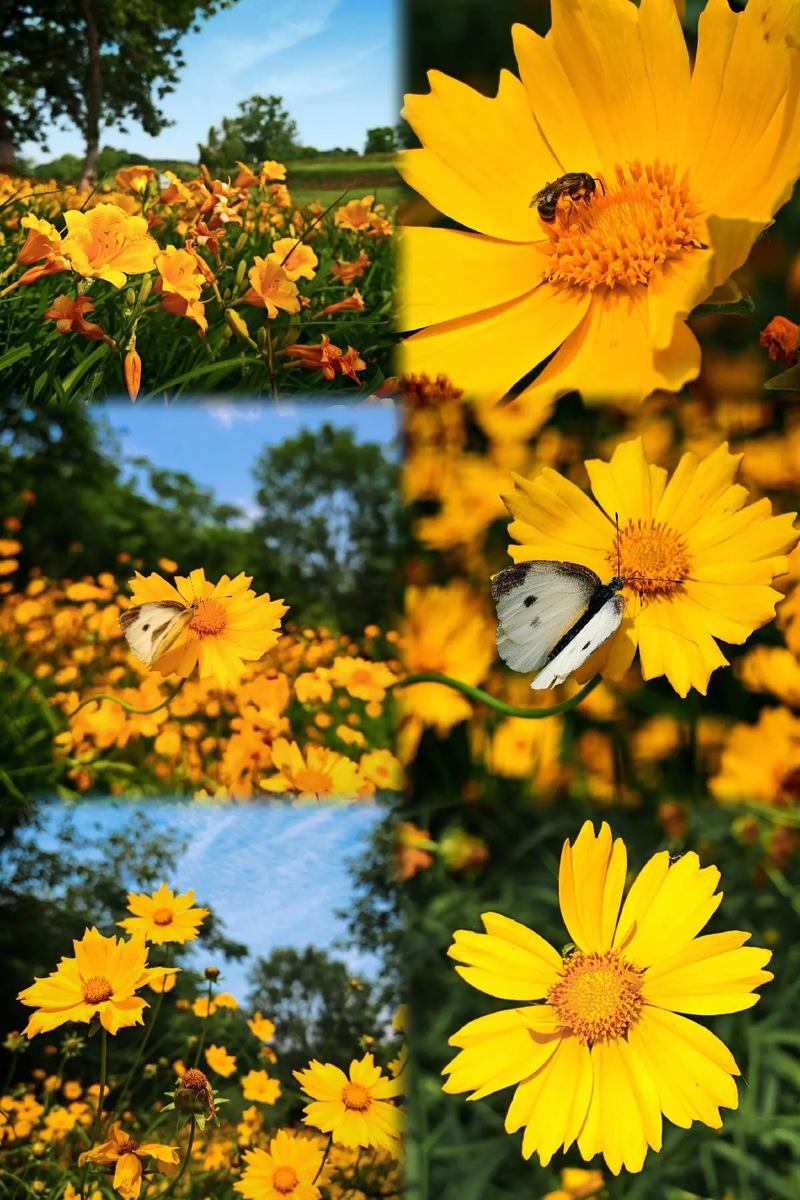 拍摄效果最好手机排名?