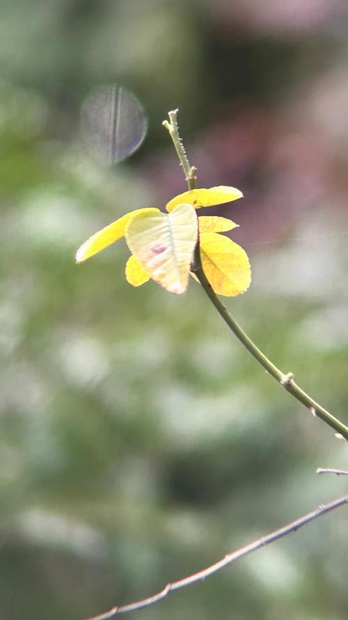 手机拍摄花草技巧图2