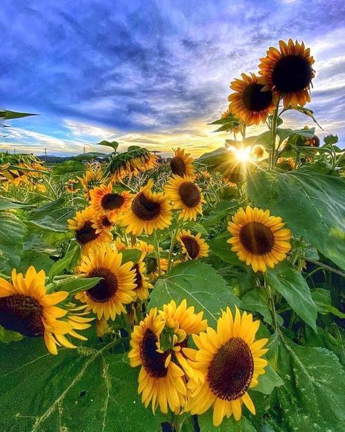 手机拍摄花草技巧图3