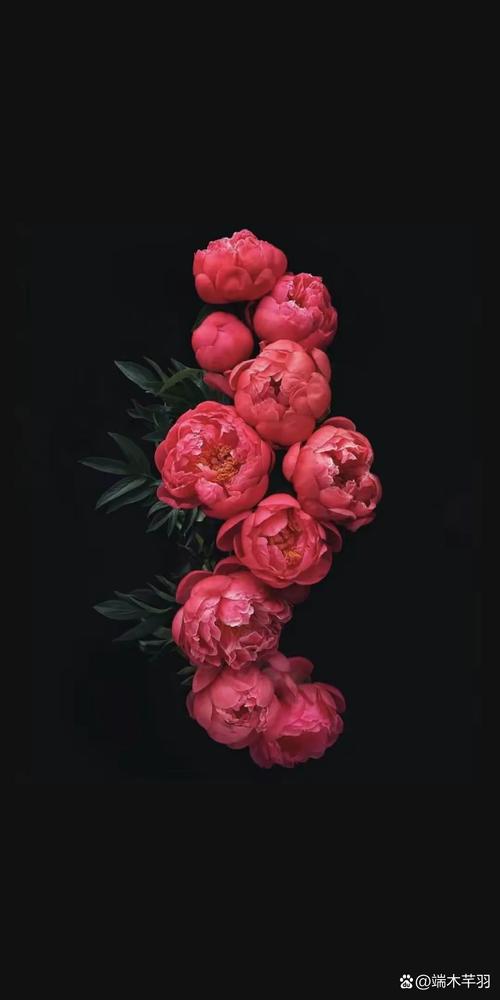 华为手机拍花黑背景技巧