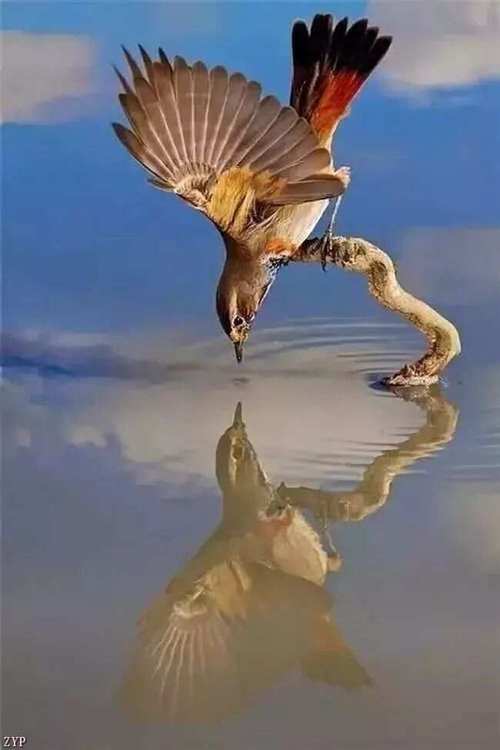 手机拍摄倒影照片软件图3