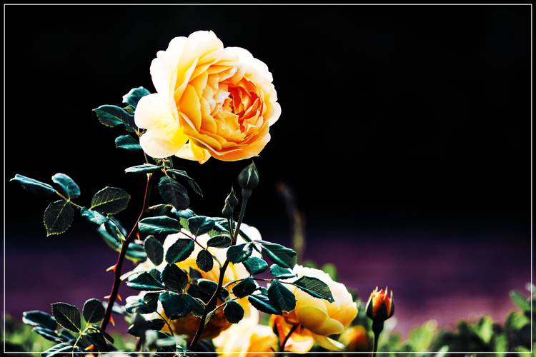 拍摄花朵,应该怎么搭配色彩?