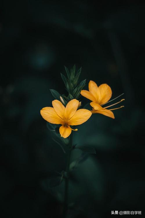 简洁黑背景照片怎么拍