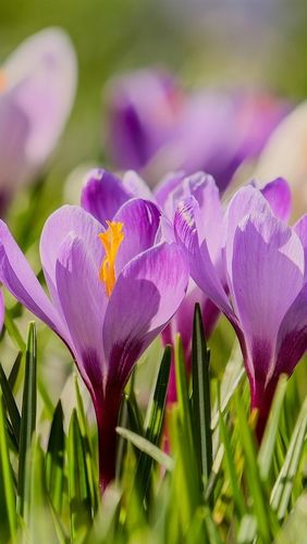 深紫色的图片手机壁纸图2