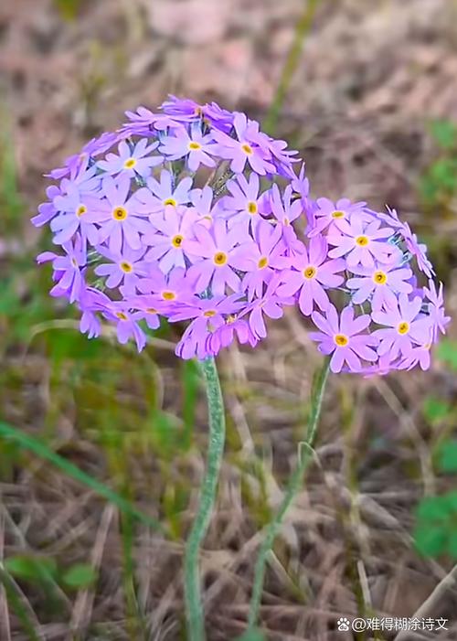 紫色拍照背景图片大全唯美图3