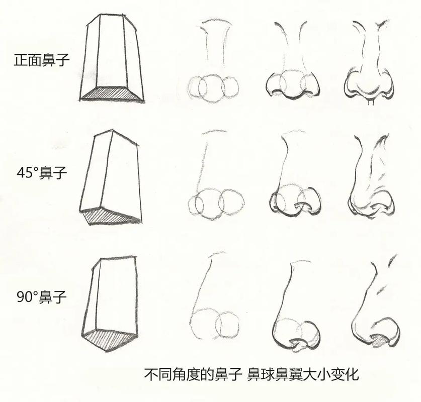 【绘画教程】不同角度的鼻子素材,带你掌握结构画法的重要性!