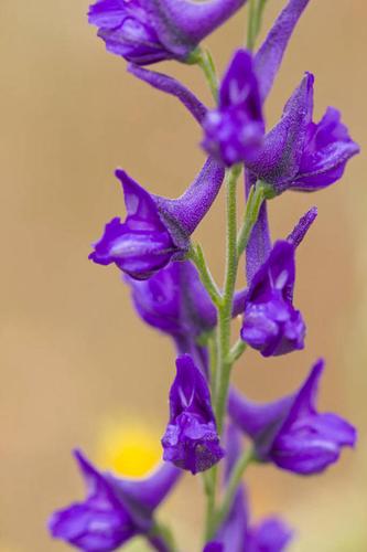 紫色背景图片纯色图1