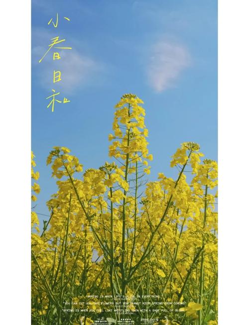 拍摄花卉用什么手机比较好图2