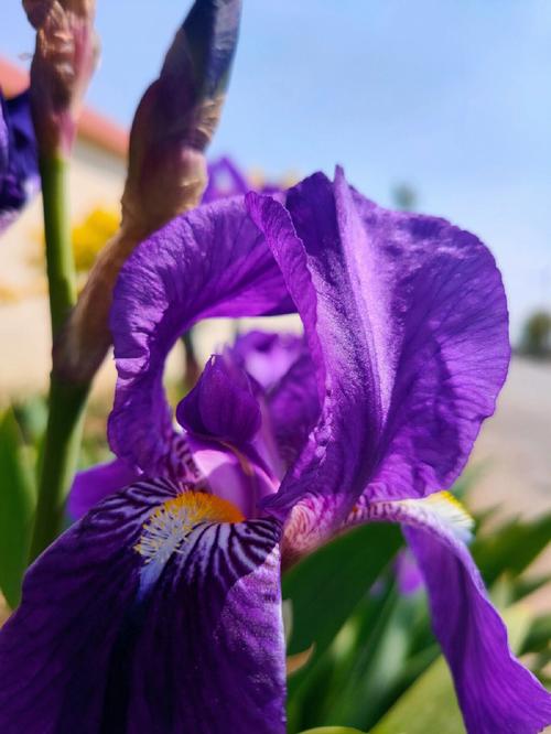 OPPO手机怎么拍花卉