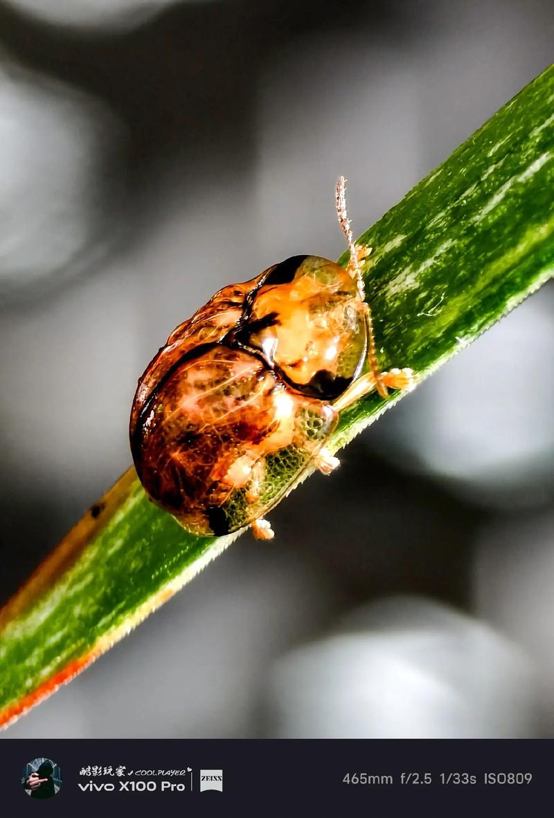 手机微距排行榜