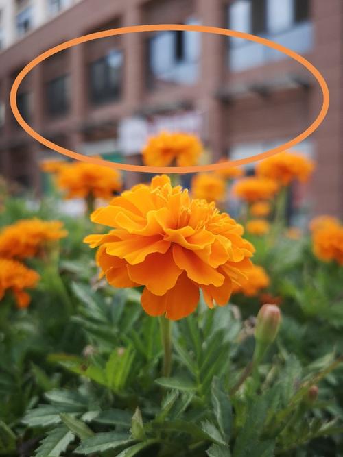 华为手机拍照如何虚化背景