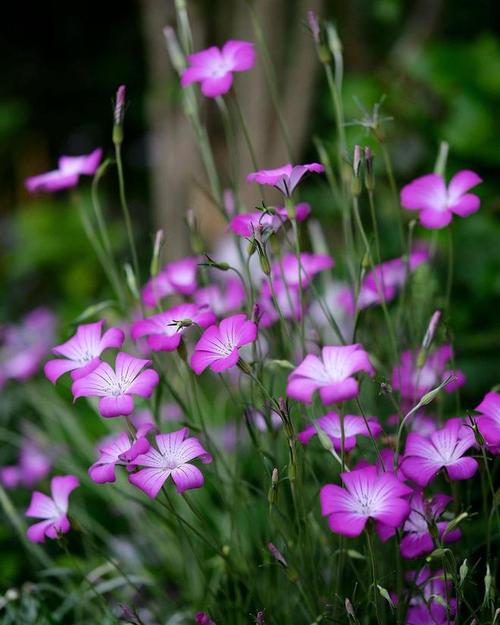 干净的背景照片