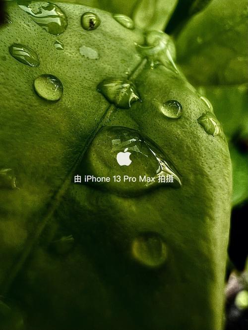 微距拍照效果好的手机