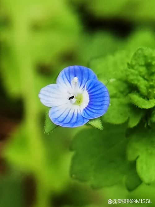 微距拍照手机哪款好