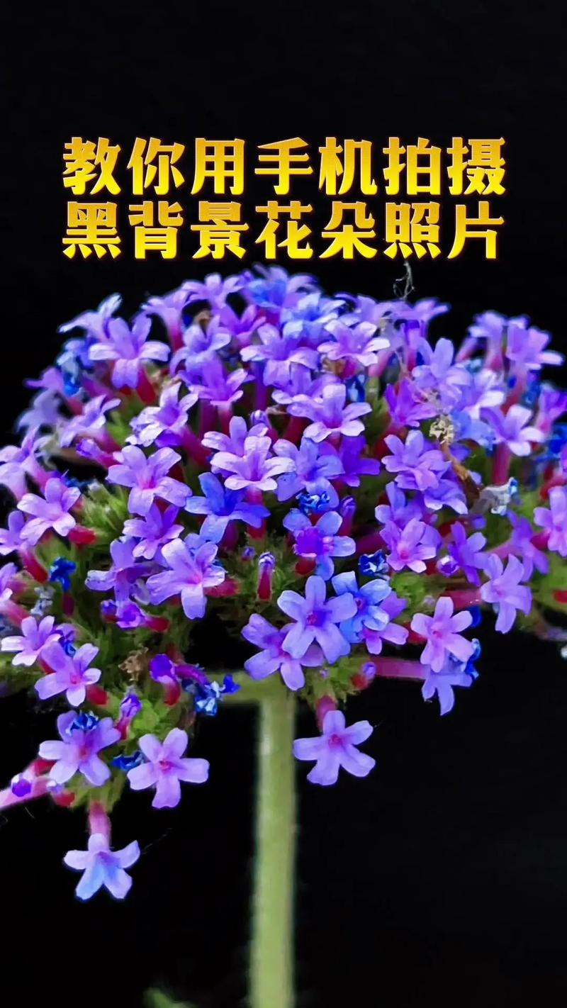 华为手机拍花黑背景技巧