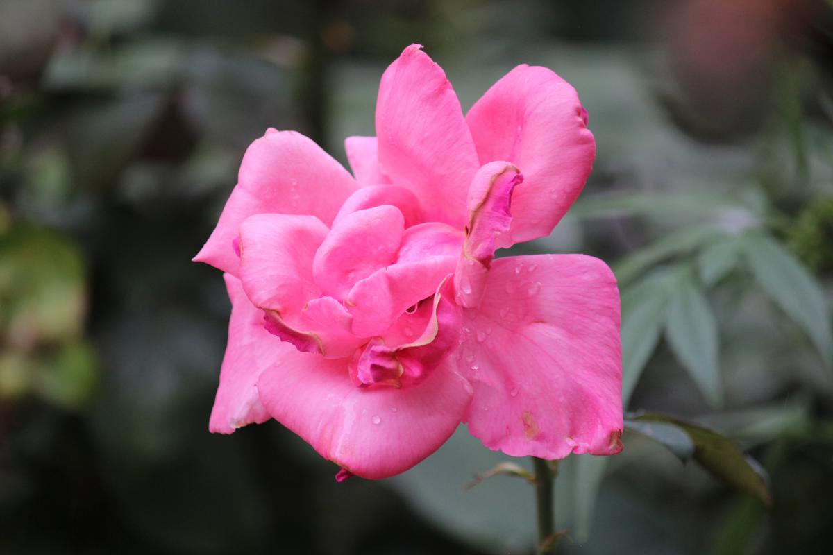 什么粉颜色好看图片大全集