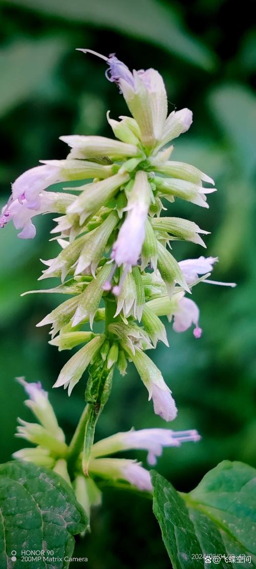 野花手机壁纸图片