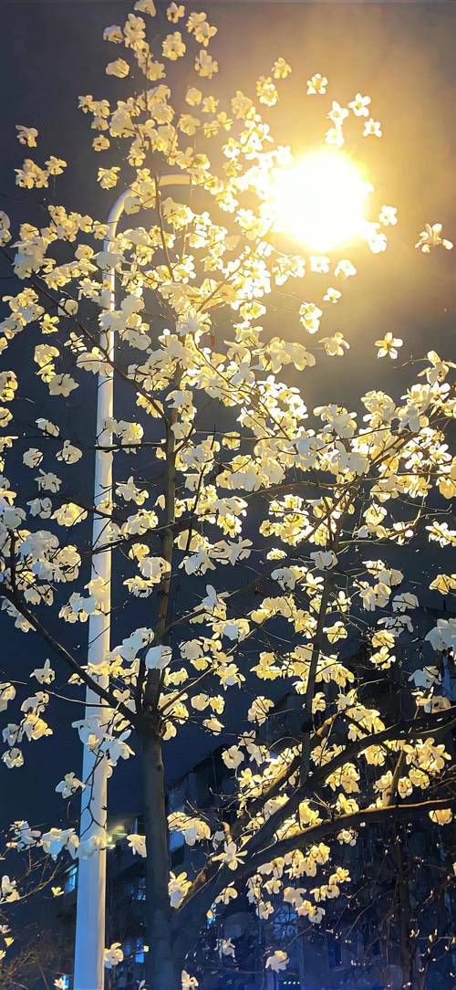 A83手机壁纸怎么下载