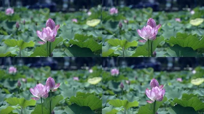 视频素材是怎么样的