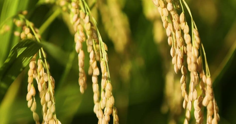 新年照片背景素材