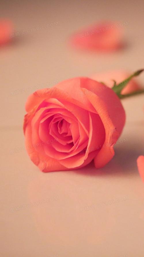 粉色背景照片配什么颜色衣服图3