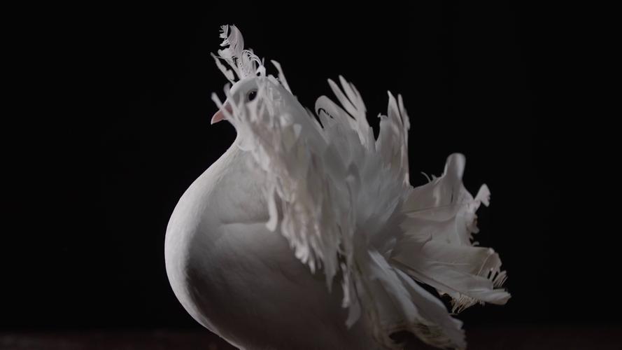 图片紫色背景图片图3