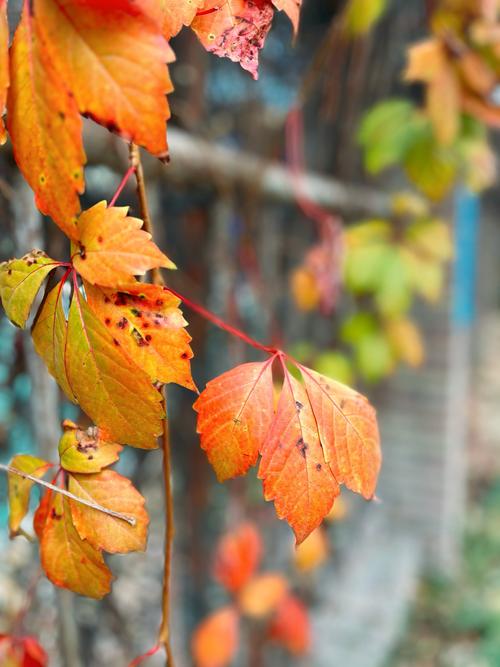 苹果手机拍风景技巧和方法
