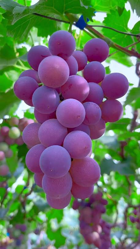 有哪些葡萄紫纯色手机壁纸值得推荐?
