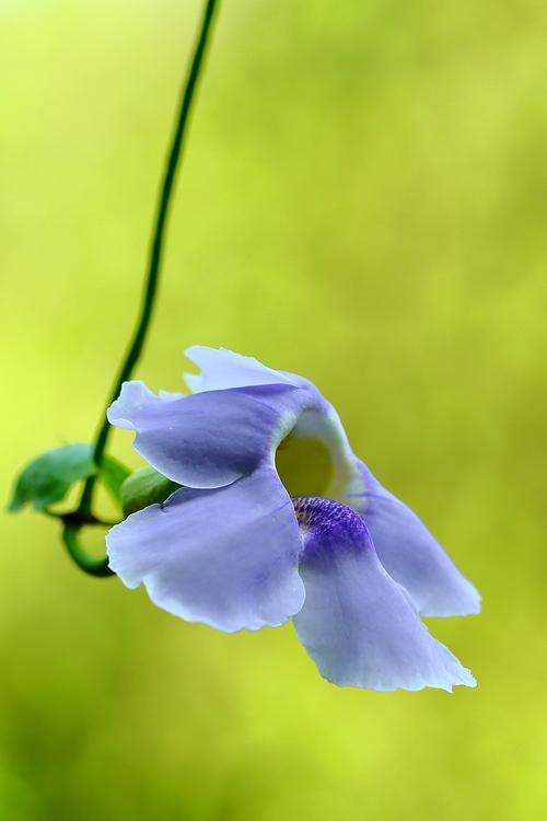 用手机拍花类怎么拍好看图2