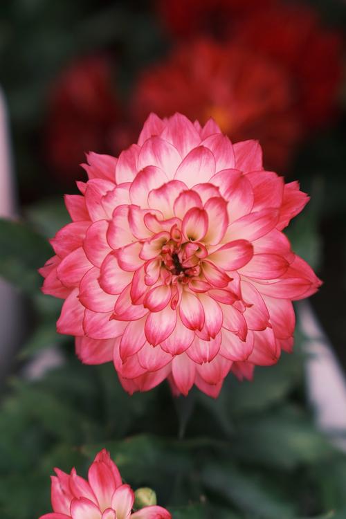 手机怎么拍花好看