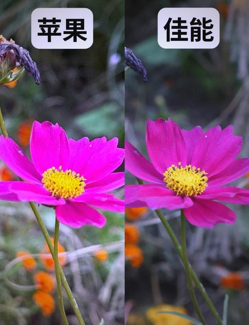 2亿像素手机拍照效果图3