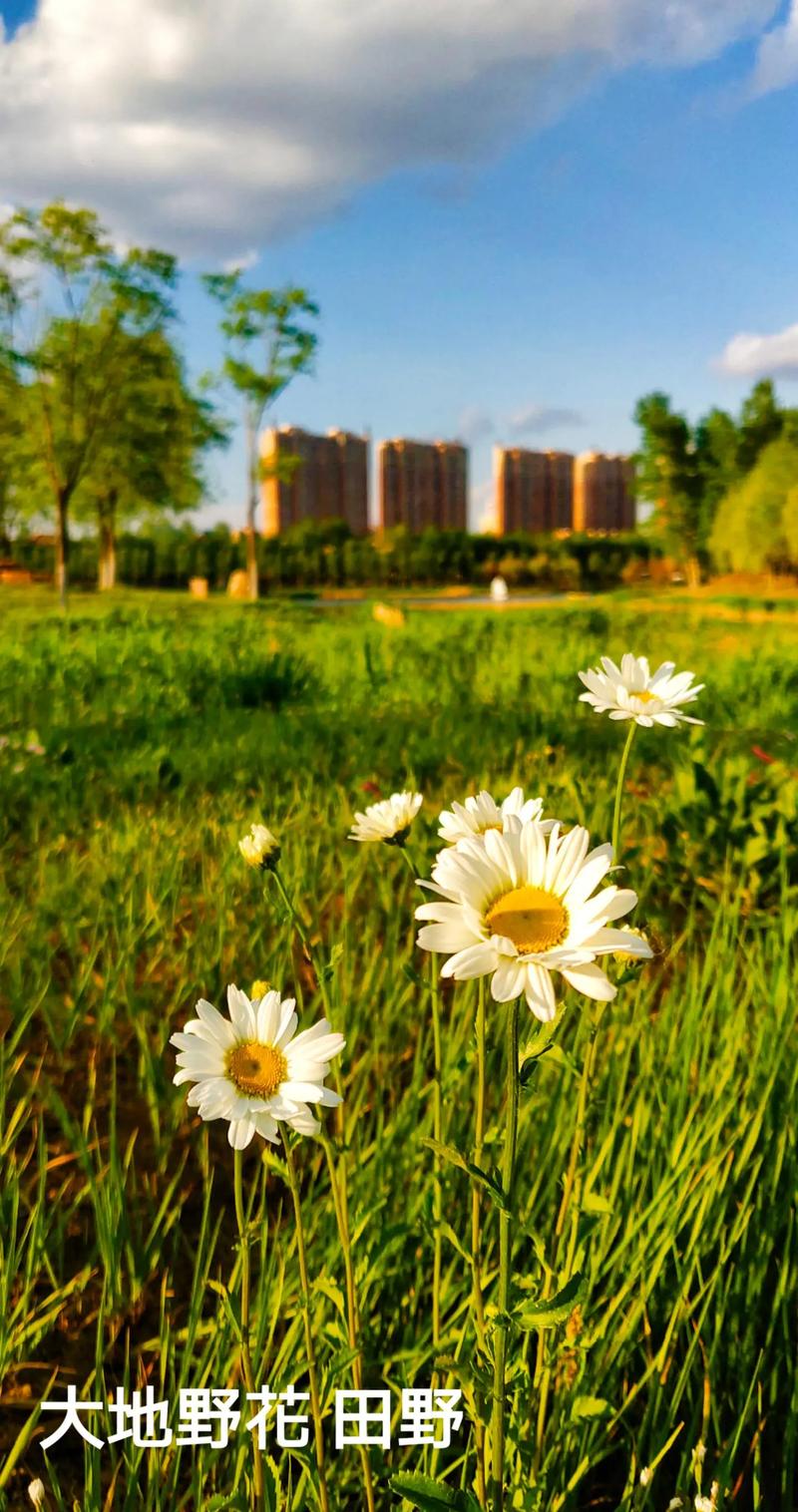 用手机拍摄花卉有什么技巧图1