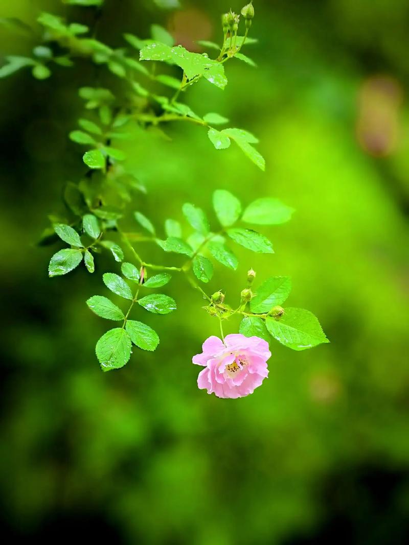 用手机拍摄花卉有什么技巧图2