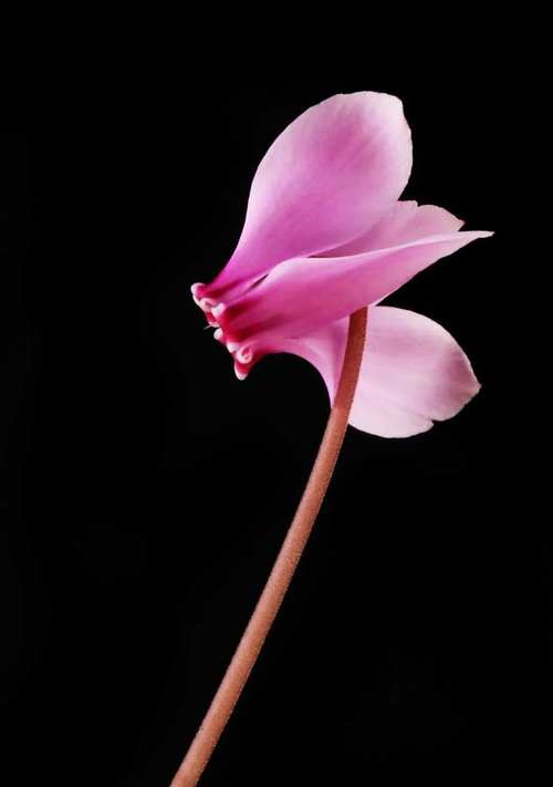 用手机拍摄花卉有什么技巧图3