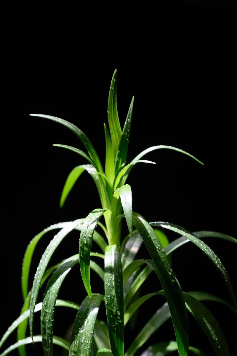 如何使用华为手机拍摄黑背景的花卉照片?