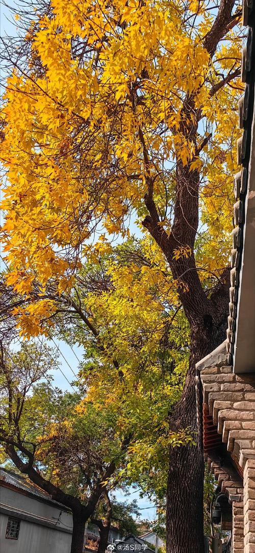 国产拍视频效果最好的手机