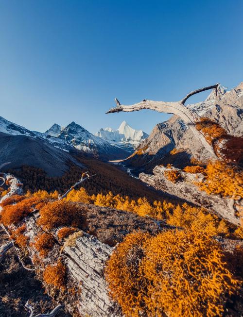 手机拍照效果最好的是哪一款苹果图2
