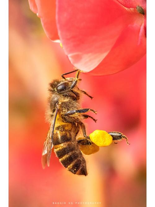 手机拍植物花卉用什么功能图2