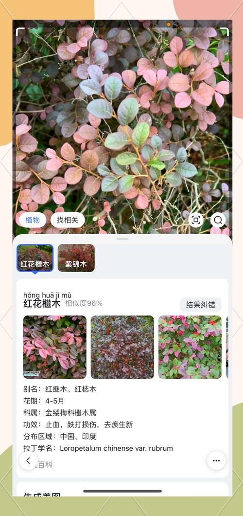 手机拍植物花卉用什么功能图3