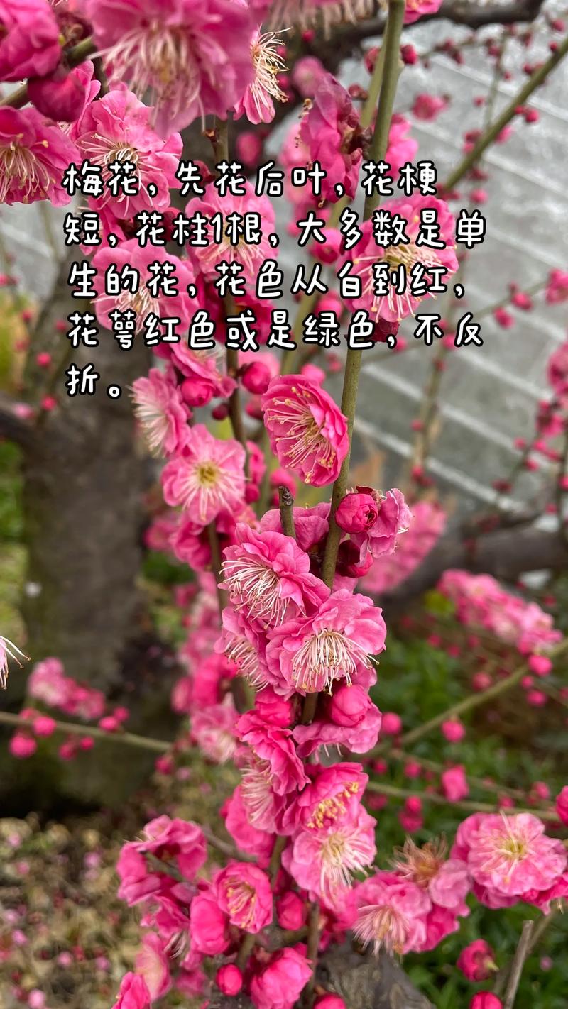 手机拍照怎么识别花