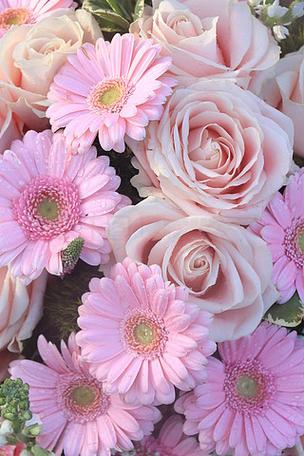 粉色背景图配什么颜色好看图1