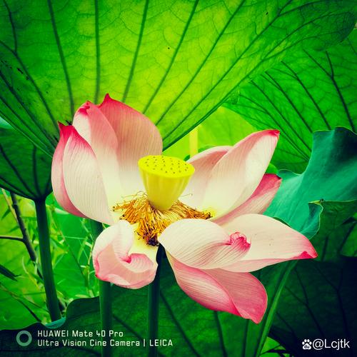 手机拍花教程图2