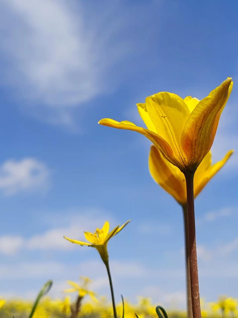 照相排名第一的手机