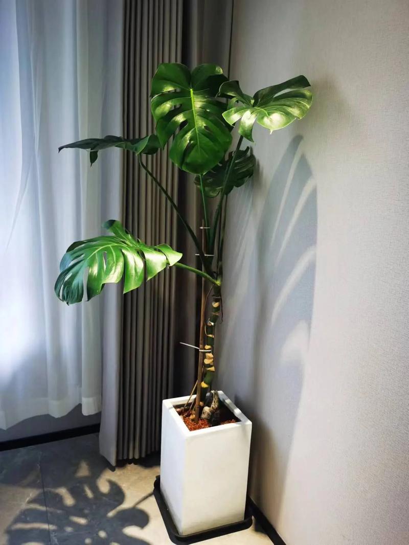 拍照背景图片室内景色怎么拍图2