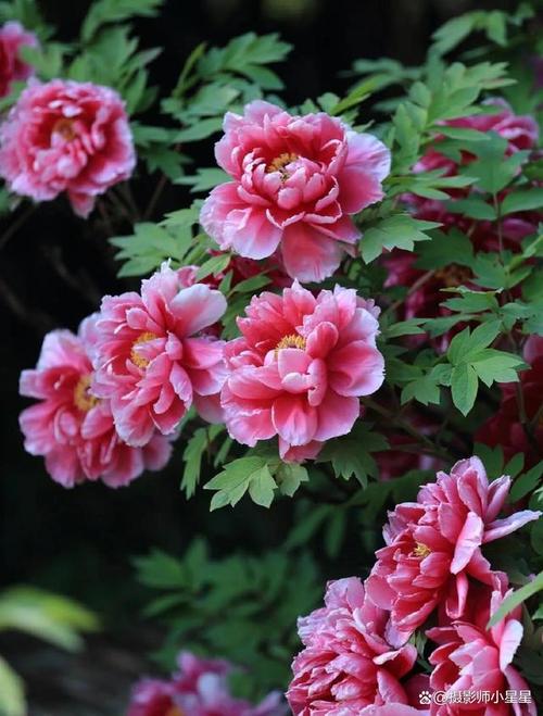 拍照手机什么品牌好图2