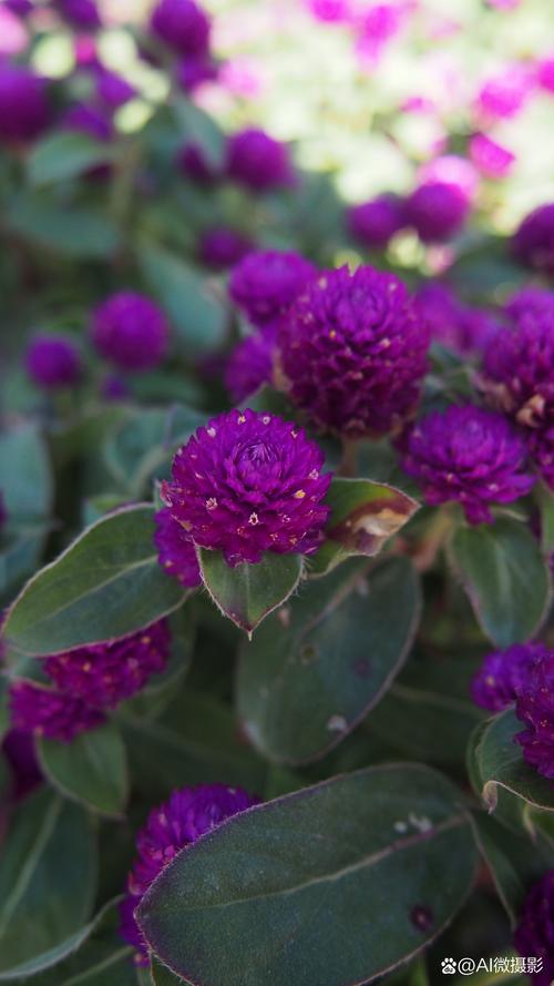 紫色背景照片图片图3