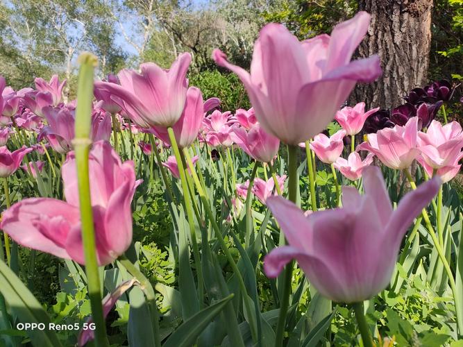 oppo手机室内怎么拍花